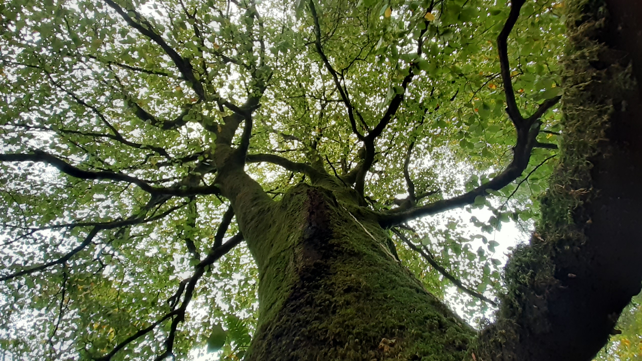 Qu'est ce que la Sylvothérapie ou Bain de Forêt?